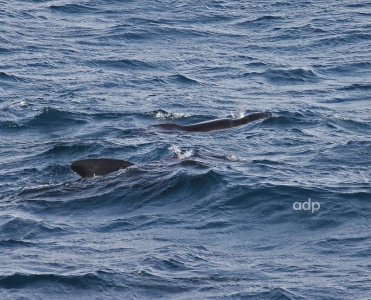 Long-finned Pilot Whales, Globicephala melanea, W Med, Alan Prowse